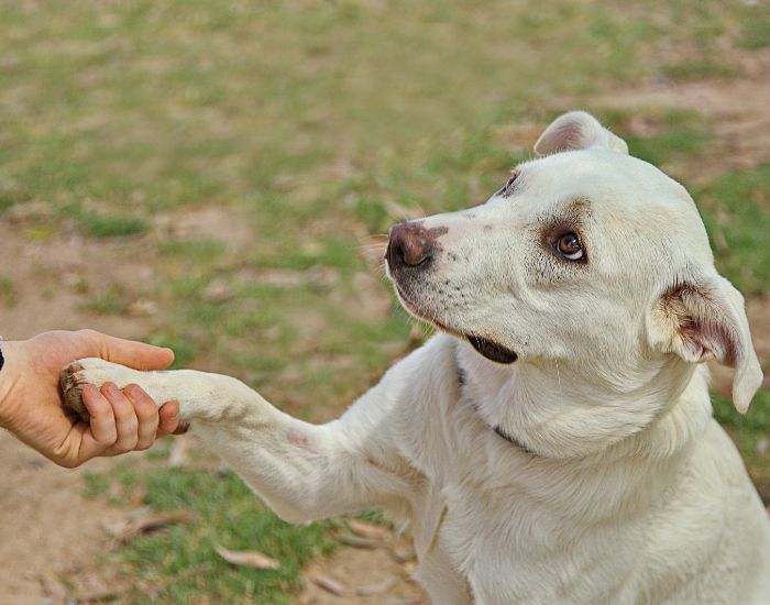 Atingerea regulată a lăbuțelor câinelui dumneavoastră și învățarea acestuia că este un gest normal, întărit ulterior cu o recompensă, permite o îngrijire mai ușoară a lăbuțelor